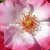 Fehér - rózsaszín - Virágágyi floribunda rózsa - Occhi di Fata